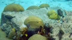 Orange Spot Filefish (8